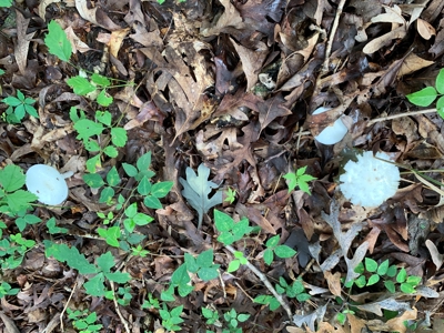 120+/- Wooded Acres for sale Stover Missouri - image 2