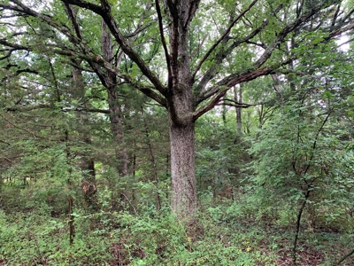 120+/- Wooded Acres for sale Stover Missouri - image 6