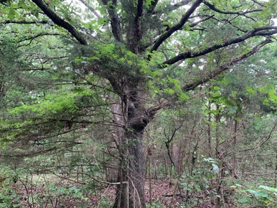 120+/- Wooded Acres for sale Stover Missouri - image 17
