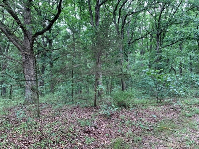 120+/- Wooded Acres for sale Stover Missouri - image 8