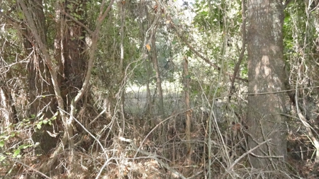 Cherokee County Land For Sale - image 17