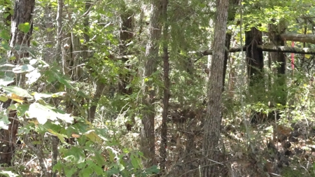 Cherokee County Land For Sale - image 23