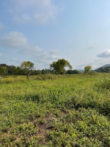 3.08 Unrestricted Acres in Rogersville, TN For Sale - image 3