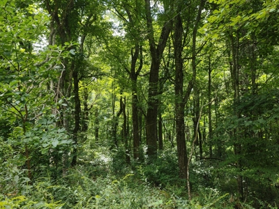 Wooded Land for Sale in Pilot VA - image 3