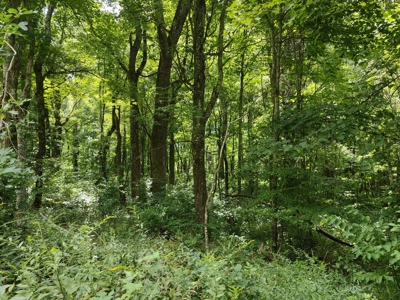 Wooded Land for Sale in Pilot VA - image 2