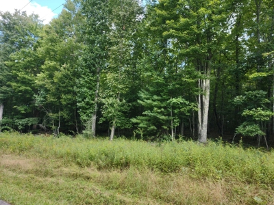 Wooded Land for Sale in Pilot VA - image 7