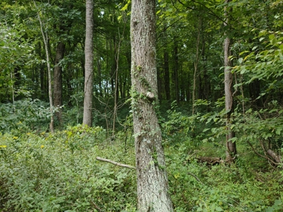 Wooded Land for Sale in Pilot VA - image 4