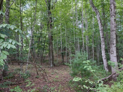 Wooded Land for Sale in Pilot VA - image 1
