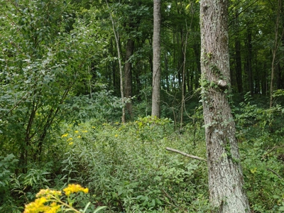 Wooded Land for Sale in Pilot VA - image 5