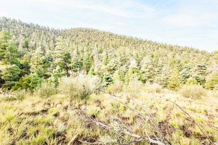 Prime Colorado Hunting Land - San Luis Valley - image 16