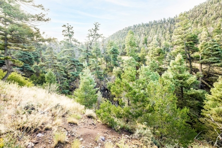 Prime Colorado Hunting Land - San Luis Valley - image 17