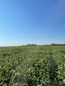 240+/- Acres of Gentry County Missouri Row Crop - image 4