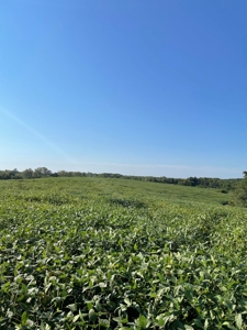240+/- Acres of Gentry County Missouri Row Crop - image 1