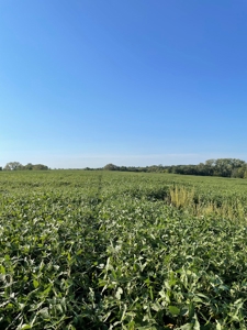 240+/- Acres of Gentry County Missouri Row Crop - image 3