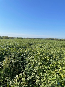 240+/- Acres of Gentry County Missouri Row Crop - image 5