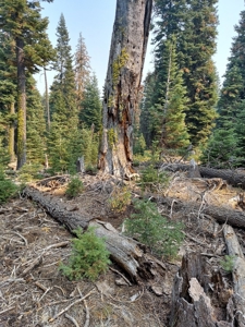 1.80 Acres For Sale in Cal Pines - image 9