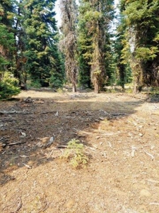 1.80 Acres For Sale in Cal Pines - image 3