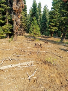 1.80 Acres For Sale in Cal Pines - image 7