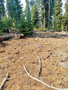 1.80 Acres For Sale in Cal Pines - image 5