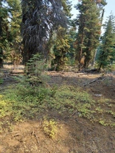 1.80 Acres For Sale in Cal Pines - image 1