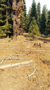 1.80 Acres For Sale in Cal Pines - image 8