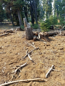 1.80 Acres For Sale in Cal Pines - image 6