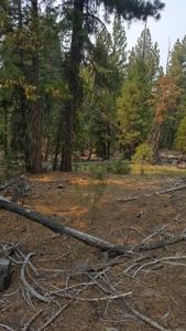1.80 Acres For Sale in Cal Pines - image 13