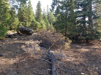 Remote Rural Experience/Northern, CA/Wildlife/Views - image 2