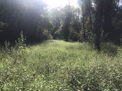 Recreational and Hunting Land Red River County - image 11