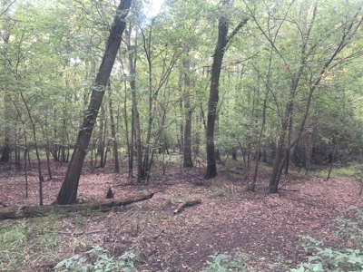 Recreational and Hunting Land Red River County - image 27