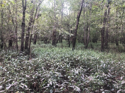 Recreational and Hunting Land Red River County - image 28