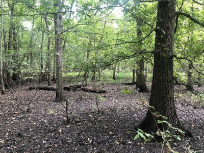 Recreational and Hunting Land Red River County - image 29