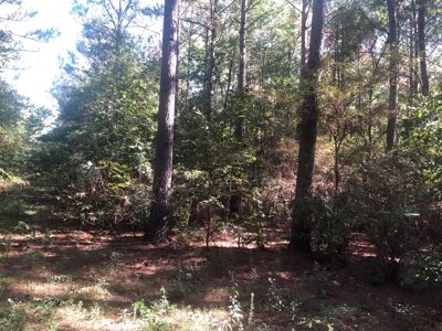 Recreational and Hunting Land Red River County - image 16