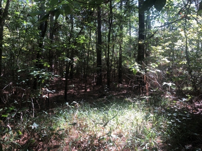 Recreational and Hunting Land Red River County - image 13