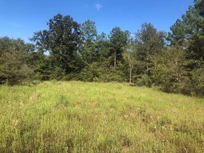 Recreational and Hunting Land Red River County - image 14