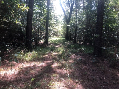 Recreational and Hunting Land Red River County - image 15