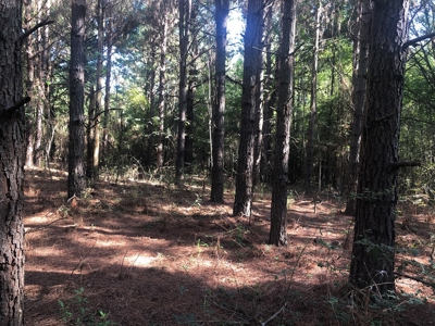 Recreational and Hunting Land Red River County - image 9