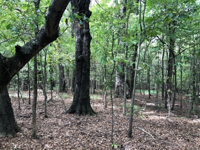 Recreational and Hunting Land Red River County - image 30