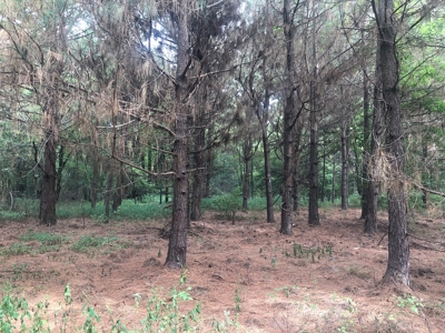 Recreational and Hunting Land Red River County - image 2