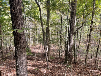 30+/-Acreage, Pond, Bass, Deer, Turkeys, land, Woodruff, SC - image 4