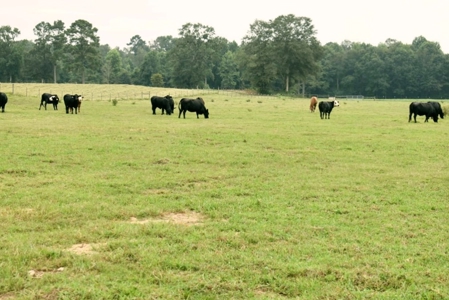 Poultry/Cattle Farm and 100 acres for Sale in Mississippi - image 14