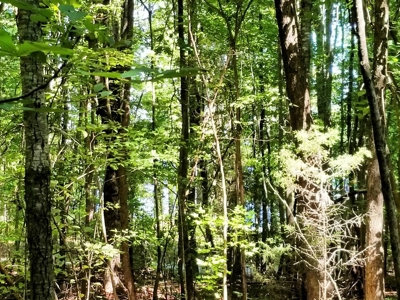 Lake View & Privacy On Lake Gaston, NC - image 5