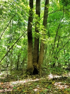 Lake View & Privacy On Lake Gaston, NC - image 3