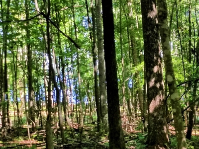 Lake View & Privacy On Lake Gaston, NC - image 4