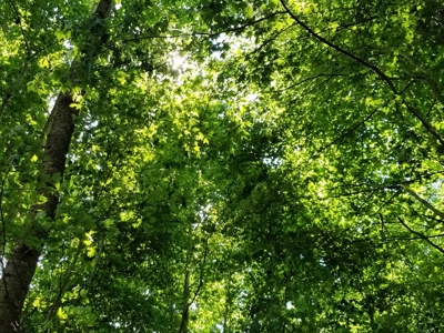 Lake View & Privacy On Lake Gaston, NC - image 6