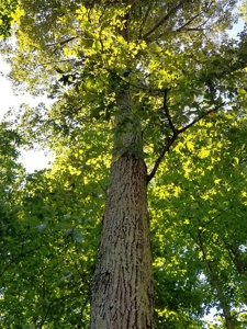 Lake View & Privacy On Lake Gaston, NC - image 7