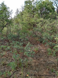 Land With Views In Timberon New Mexico - image 4