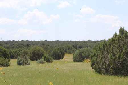Mountain Residential Land for Sale Near Vernon AZ - image 2
