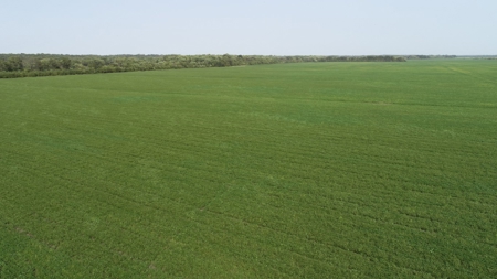 583+/- Acres, Prime Carroll County Bottom - image 7