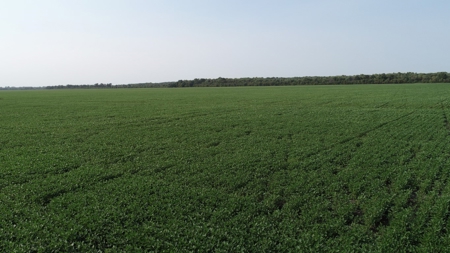 583+/- Acres, Prime Carroll County Bottom - image 8